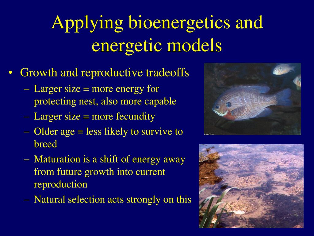 A field energy budget for northern pike, an aquatic piscivore - ppt ...