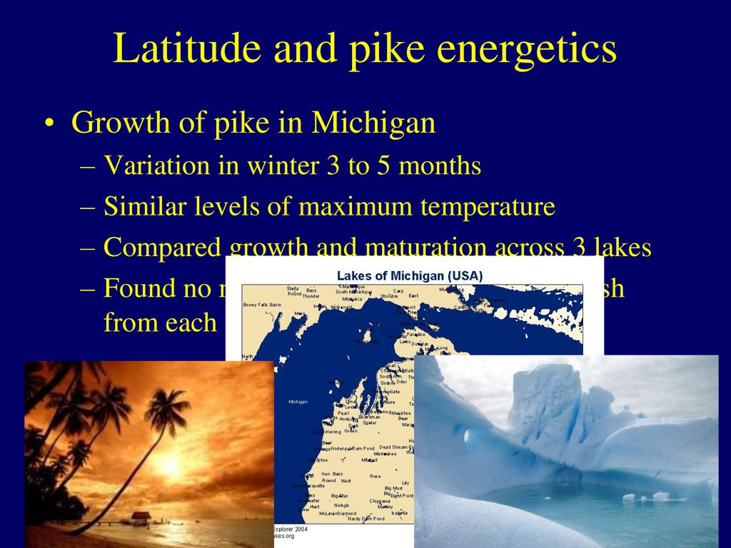 A field energy budget for northern pike, an aquatic piscivore - ppt ...