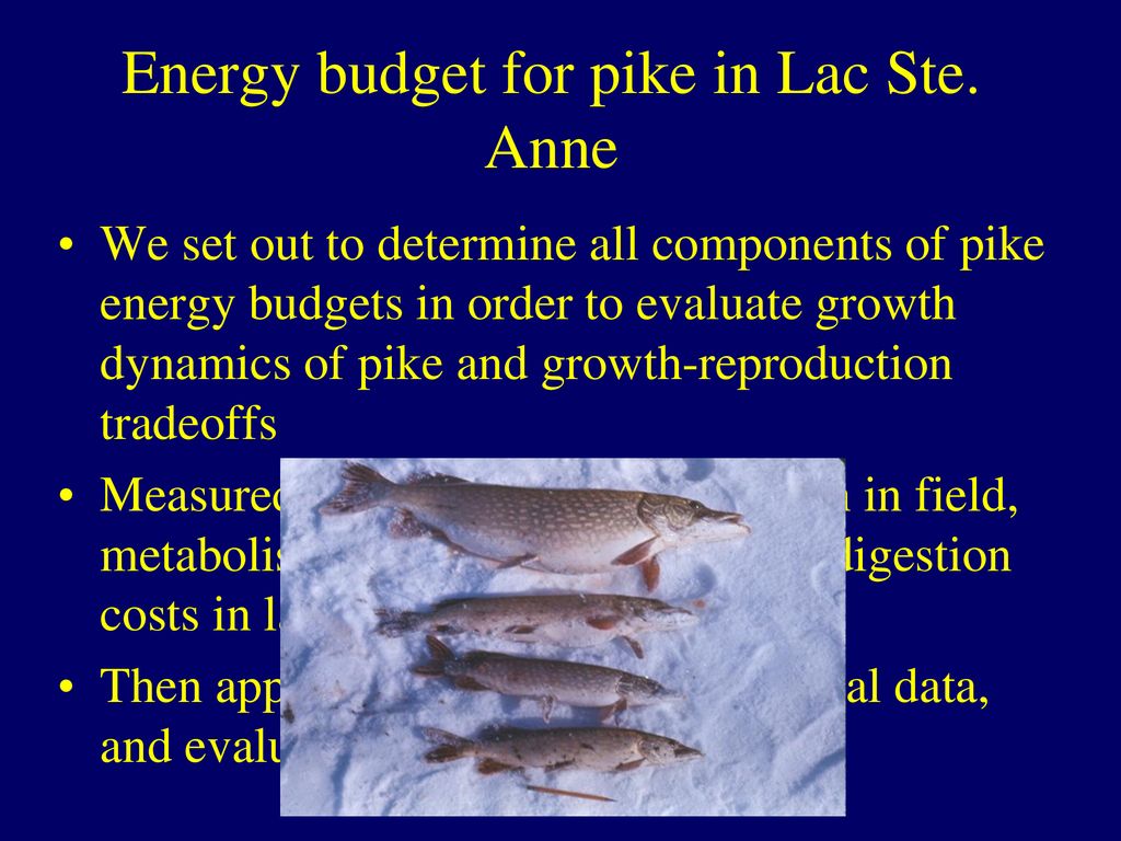 A field energy budget for northern pike, an aquatic piscivore - ppt ...