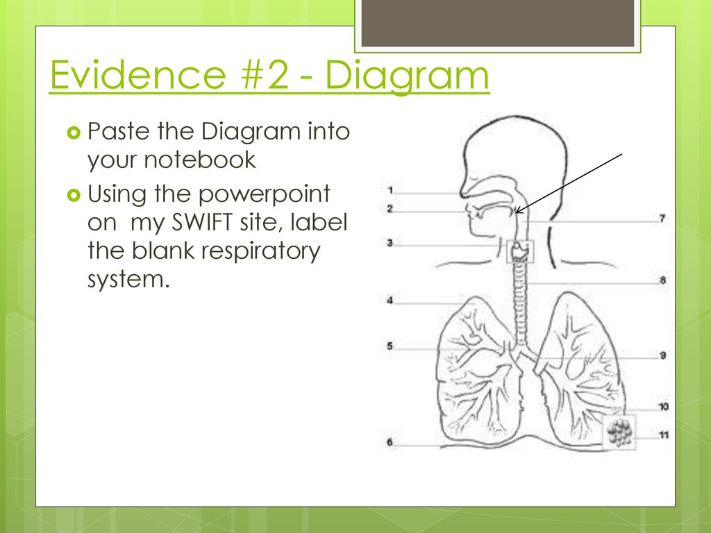 Respiratory System Introduction. - ppt download