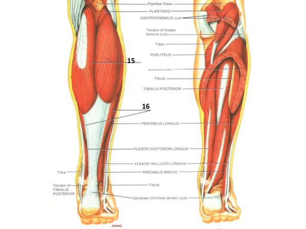Часть ноги на б. Икроножная мышца анатомия. Икроножная и камбаловидная мышцы. Сухожилия голени анатомия. Ахиллово сухожилие анатомия.