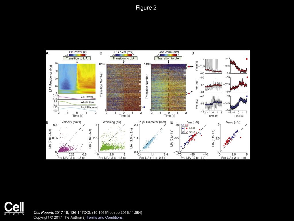 Figure 2 LIA Is Associated with a Depolarized Membrane Potential and Large Subthreshold Fluctuations.