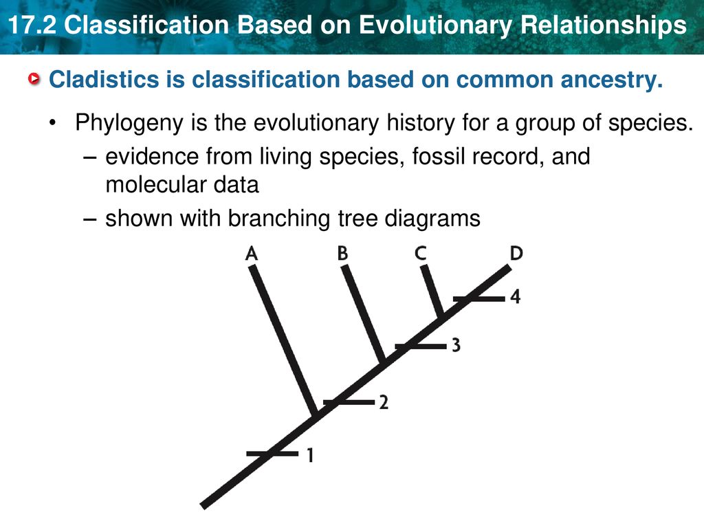 Cladistics is classification based on common ancestry.