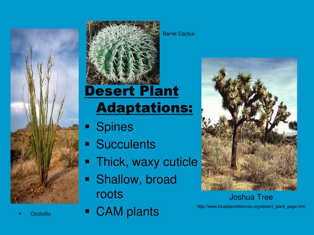 World Biomes Follow along with your note packet to add/modify any notes ...