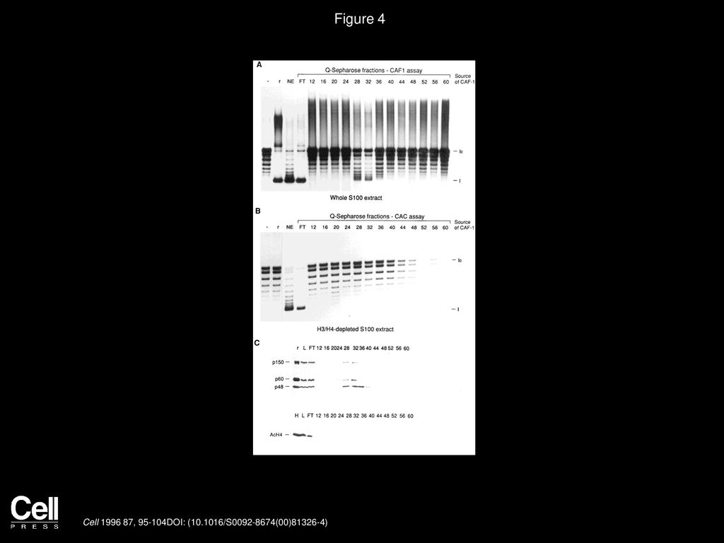 Figure 4 Separation of Two Biochemically Distinct Forms of CAF-1 from Nuclear Extracts of Human 293 Cells.