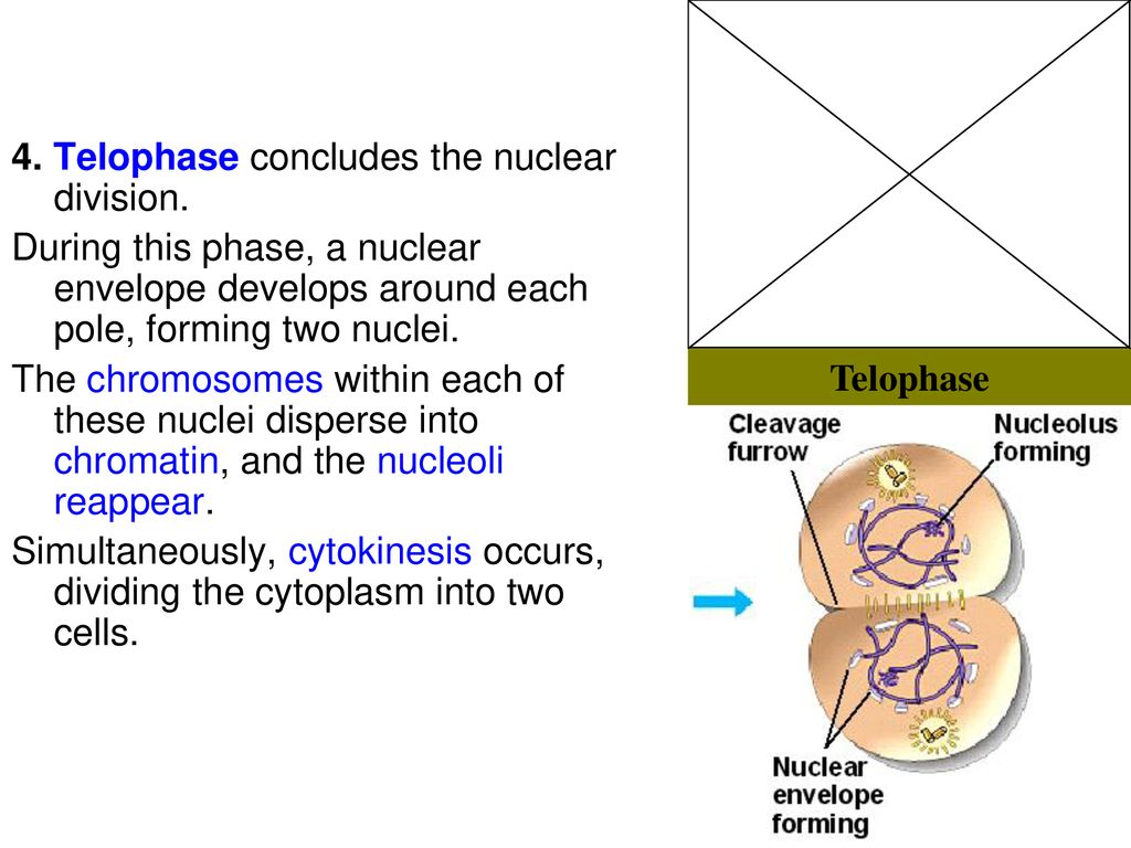 Cell Division. Biology Diagrams
