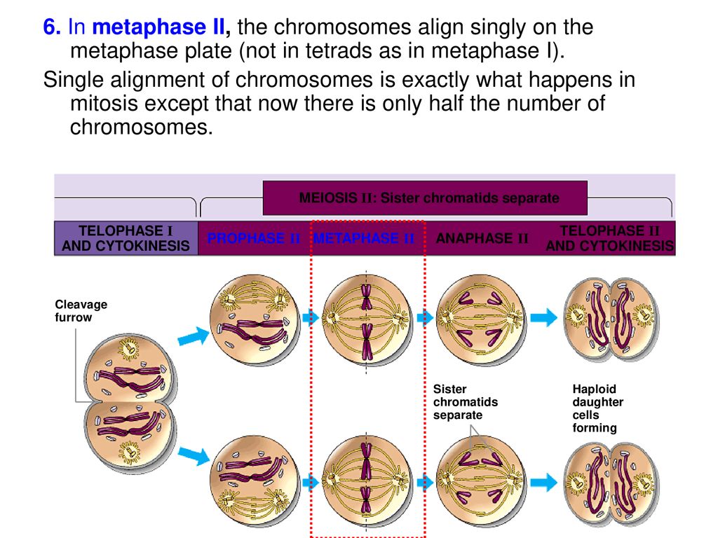 Cell Division. Biology Diagrams