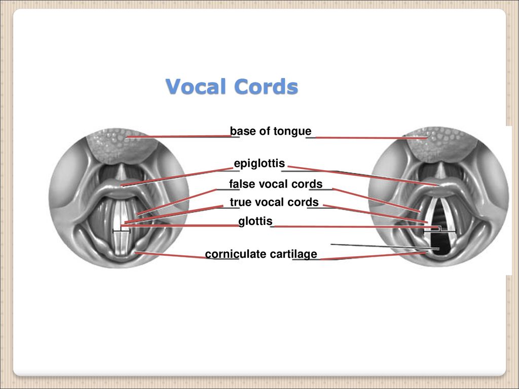 Lymphatic system tonsils l cervical lymph nodes right lymphatic duct