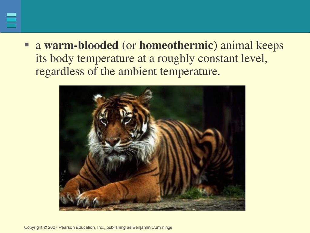Thermoregulation in animals - ppt download