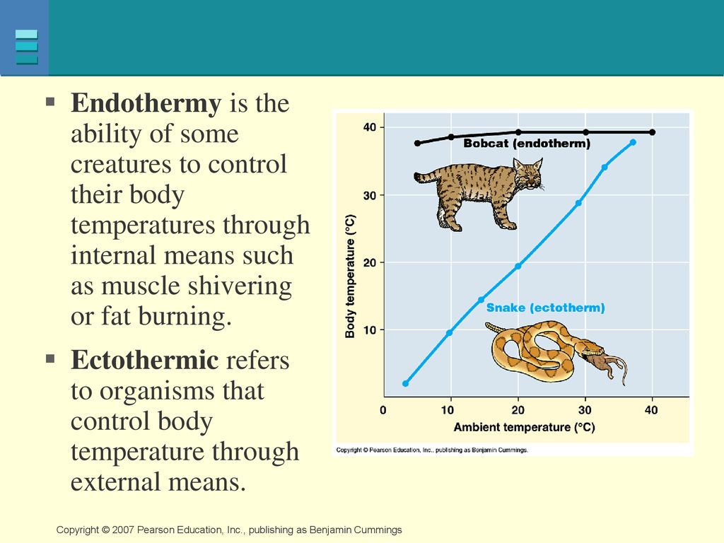 Thermoregulation in animals - ppt download