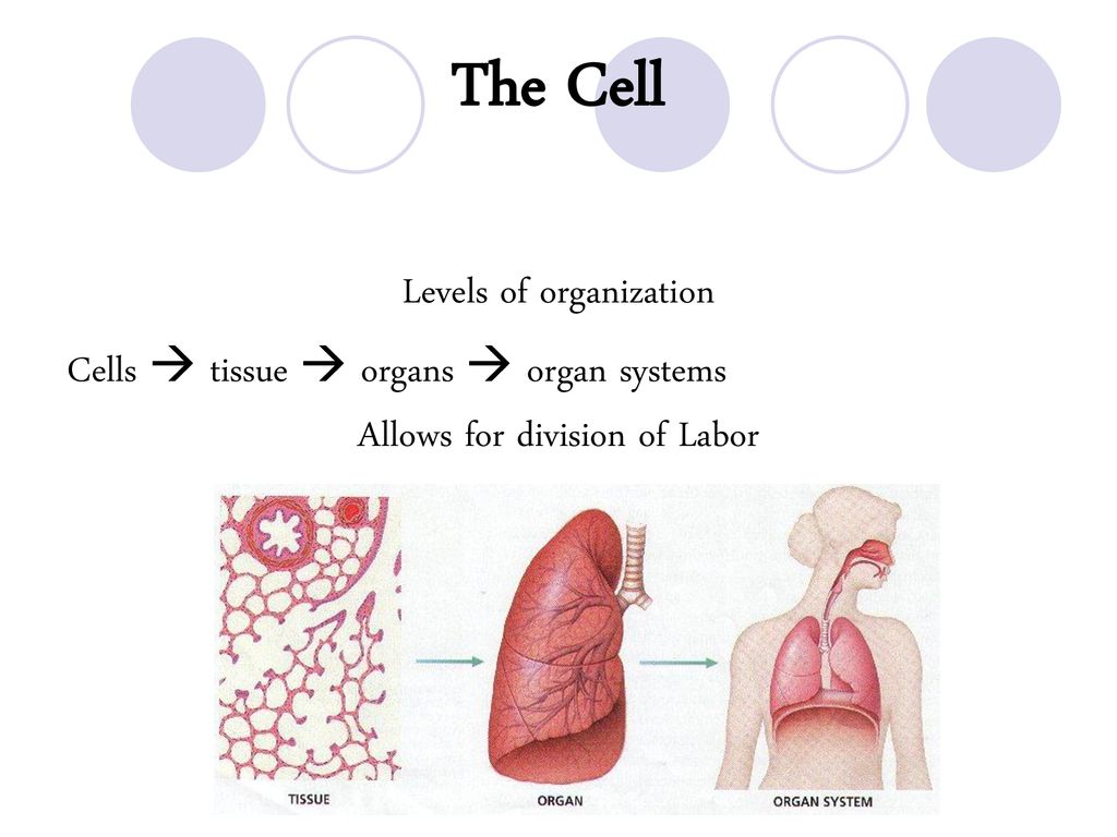 Cells. - ppt download
