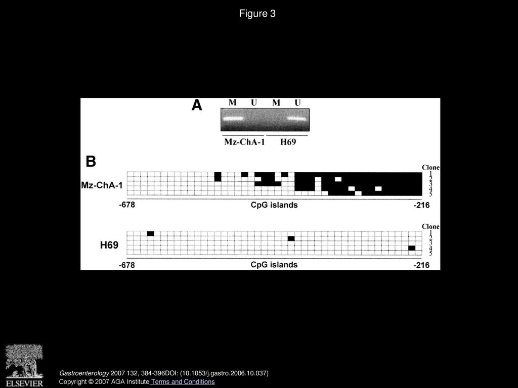 Differentially Methylated Are Located On Genomic Cpg Islands