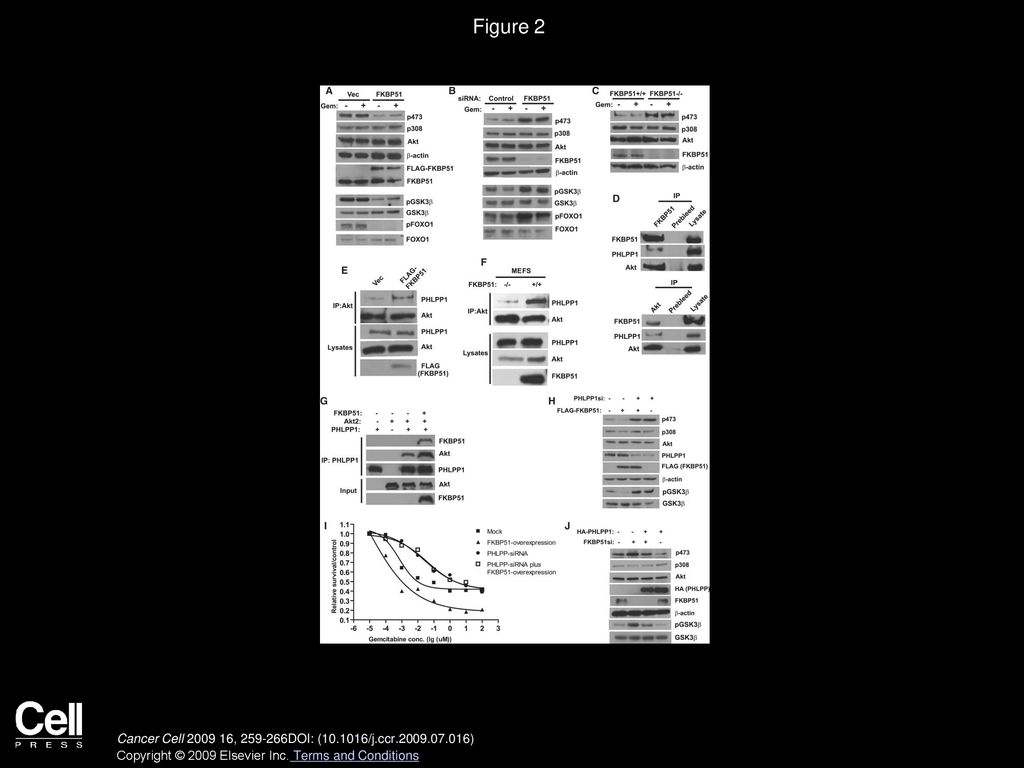 Figure 2 FKBP51 Regulates Akt Phosphorylation at Ser473 by Promoting Akt-PHLPP Interaction.