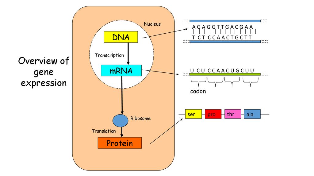 DNA and the Genome Key Area 3a Gene Expression RNA. Biology Diagrams