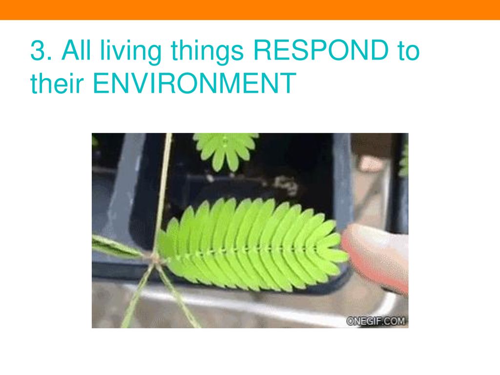 Characteristics of living things ppt download