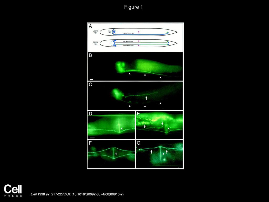 Figure 1 Disrupted Guidance of Interneuron Axons to and within the Ventral Nerve Cord of sax-3 Mutants.