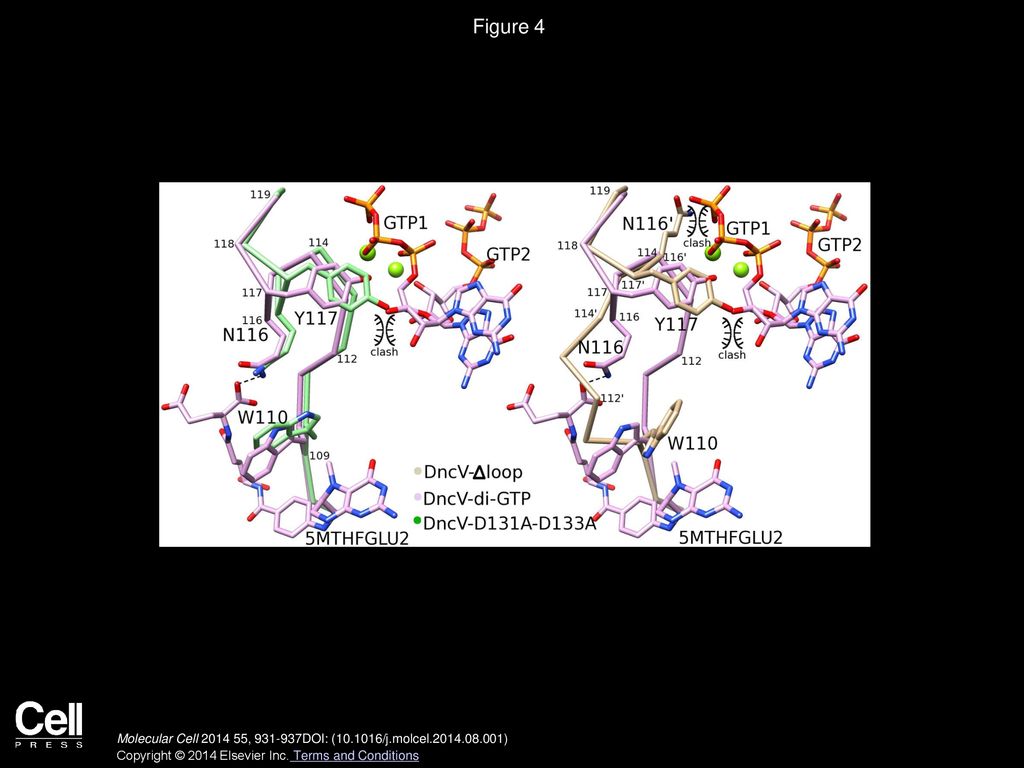 Figure 4 Transition Structures of DncV upon Substrate Binding and Release.