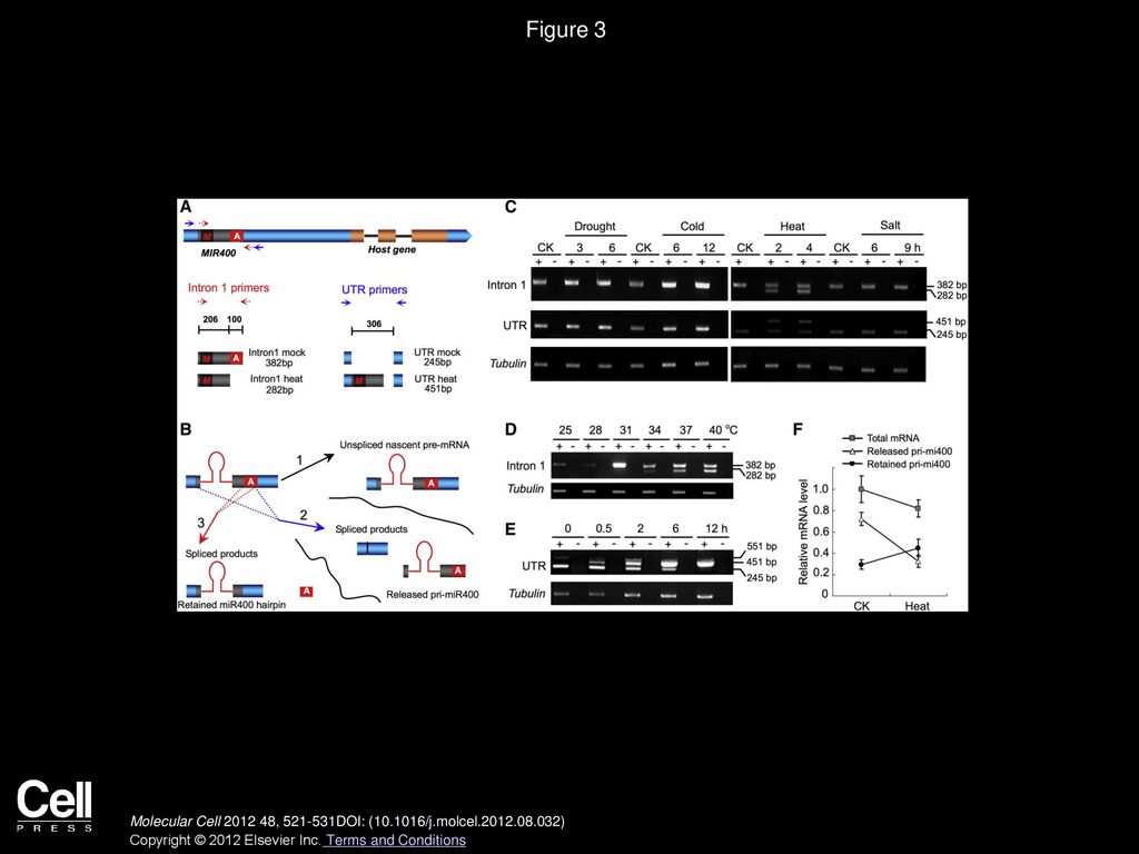 Figure 3 Alternative Splicing Event of the miR400-Containing Intron in Response to Heat Stress.