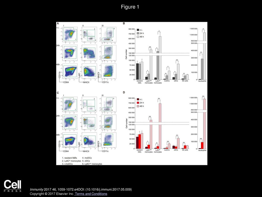 Figure 1 Kinetics of Kidney DC, Monocyte, MØ, NK Cell, and Neutrophil Subsets during Systemic C. albicans Infection of WT and Ccr2−/− Mice.
