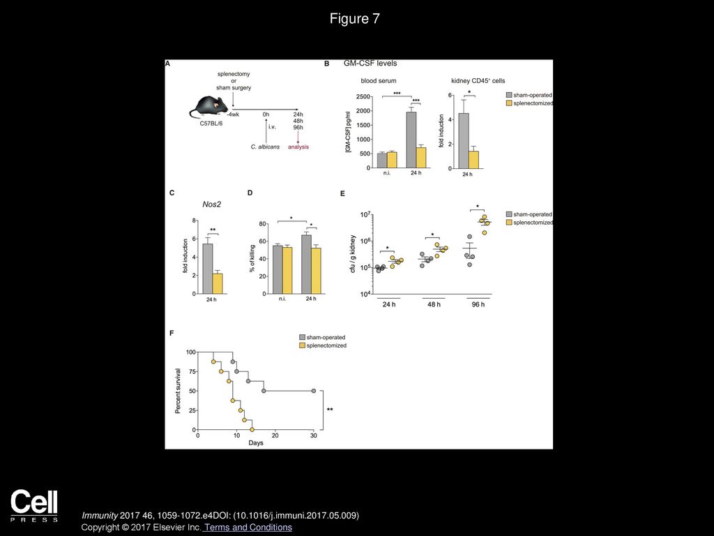 Figure 7 Contribution of the Spleen to the Induction of anti-Candida Innate Immunity during Systemic C. albicans Infection.