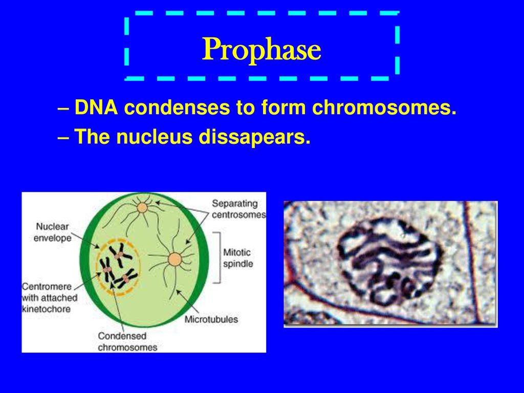 “Cell division is part of the cell cycle” Biology Diagrams