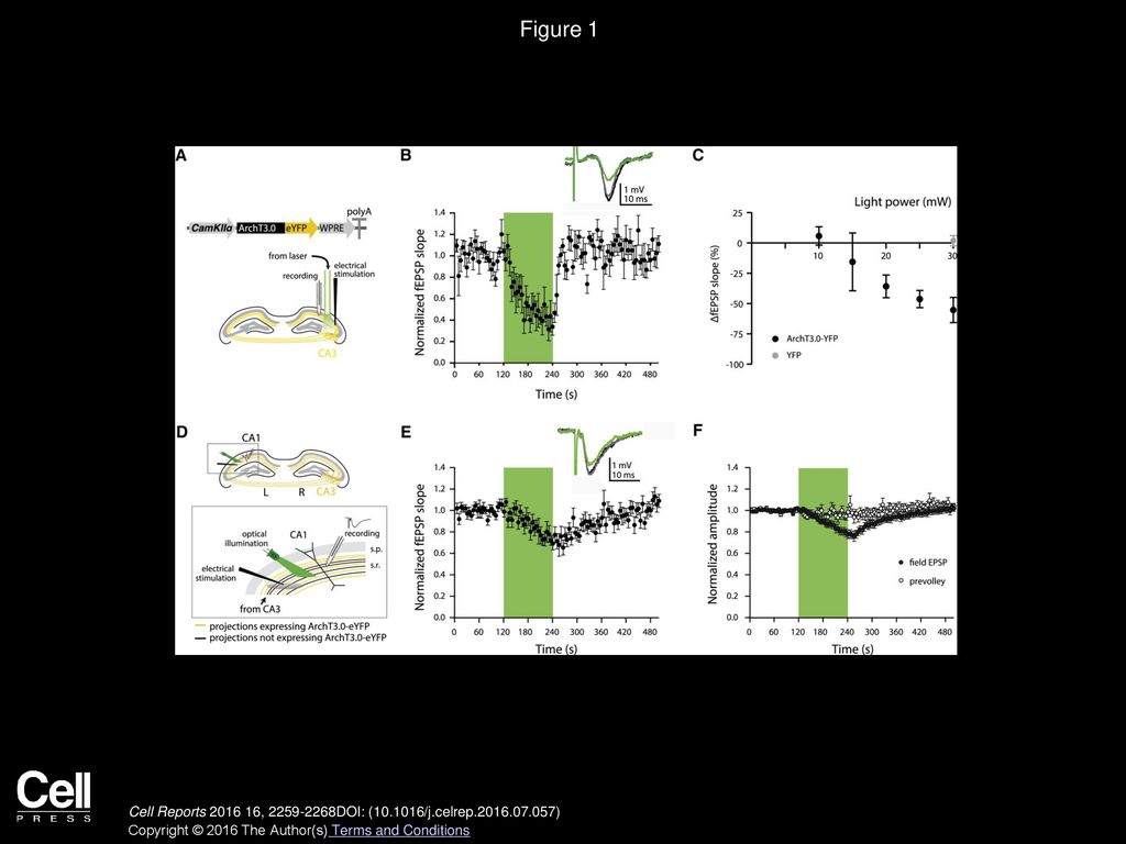 Figure 1 Optogenetic Synaptic Silencing In Vivo and Ex Vivo