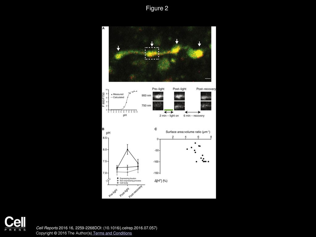 Figure 2 ArchT3.0 Activation in CA3-CA1 Axons Results in pH Transients that Are Restricted to Expressing Boutons.