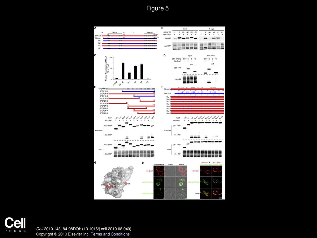 Store-Independent Activation of Orai1 by SPCA2 in Mammary Tumors - ppt ...