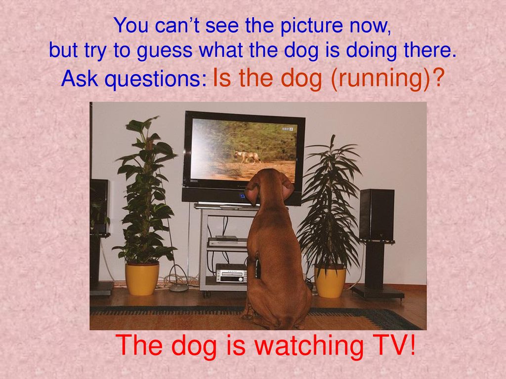 What the Dog doing. What can a Dog do. What are you watching Dog.