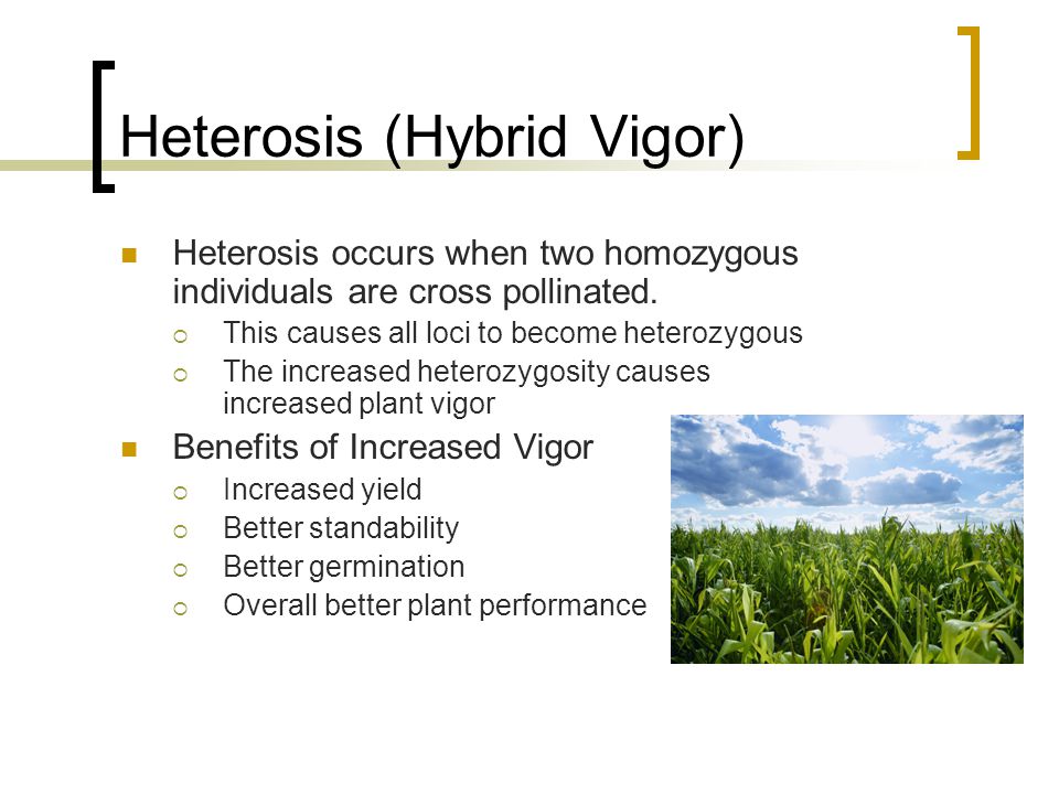 heterosis in plants