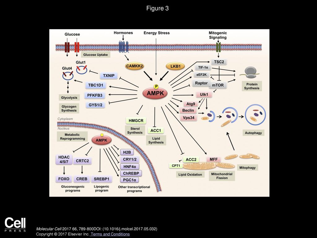 Figure 3 Substrates of AMPK Regulate Multiple Metabolic Processes in Cells.