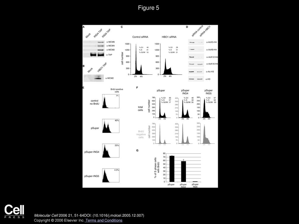 Figure 5 The ING5 HAT Complexes Interact with the MCM Helicase and Are Essential for DNA Replication.