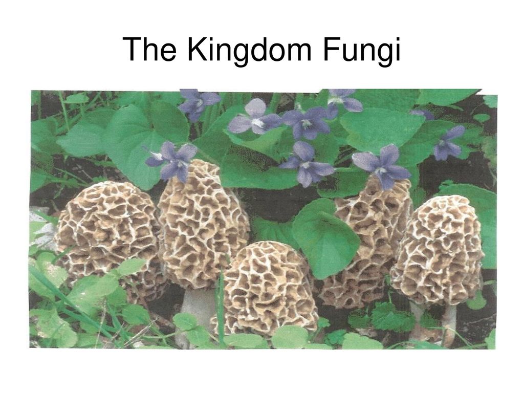 The Kingdom Fungi These Morels Are A Type Of Fungus Prized By Many People For Their Distinctive Flavor Unlike The Violets Fungi Are Not Plants And Do Ppt Download The Kingdom Fungi These Morels Are A Type Of Fungus Prized By Many People For Their Distinctive Flavor Unlike The Violets Fungi Are Not Plants And Do Ppt Download