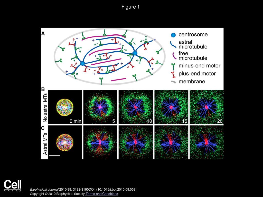 Mitotic Membrane Helps to Focus and Stabilize the Mitotic Spindle Biology Diagrams