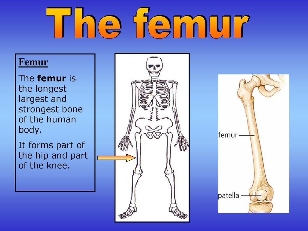 How does Bones help haemopoesis. How many Bones are there in the Human body child. Hard bone