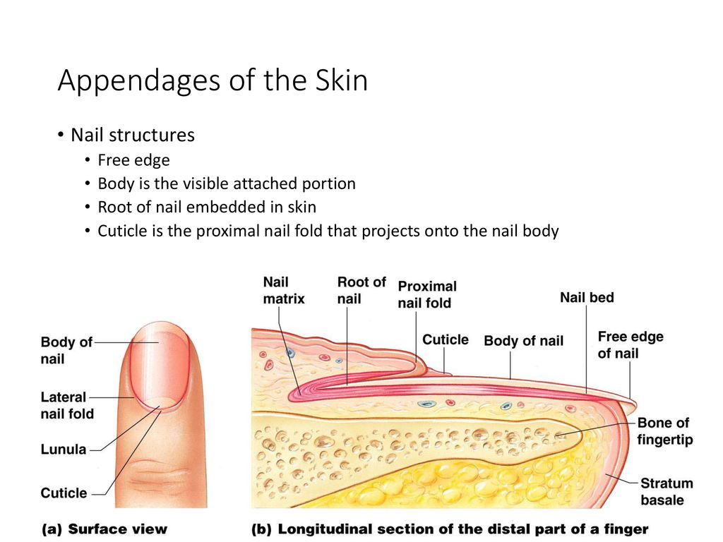 The Skin And Its Appendages Ppt Download