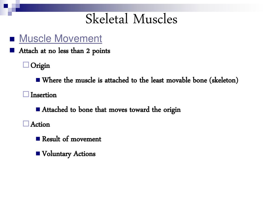 Skeletal Muscles Muscle Movement Attach at no less than 2 points