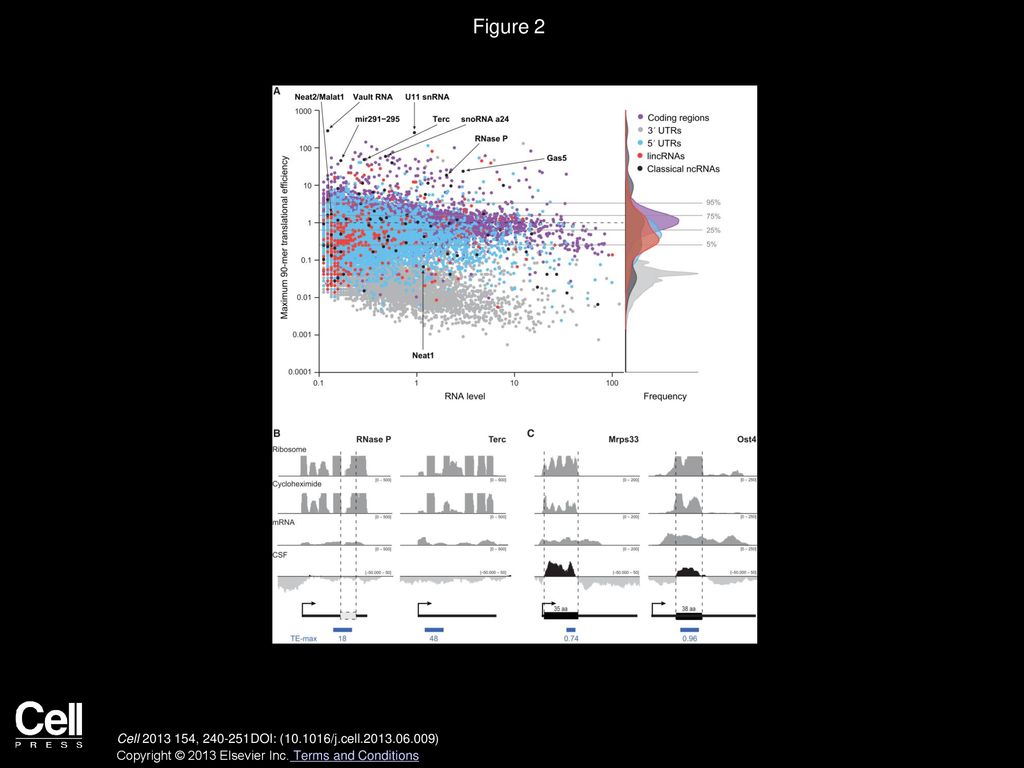 Nucleotide Sequences Of 5 Nontranslated Regions Of Cat Mrnas A