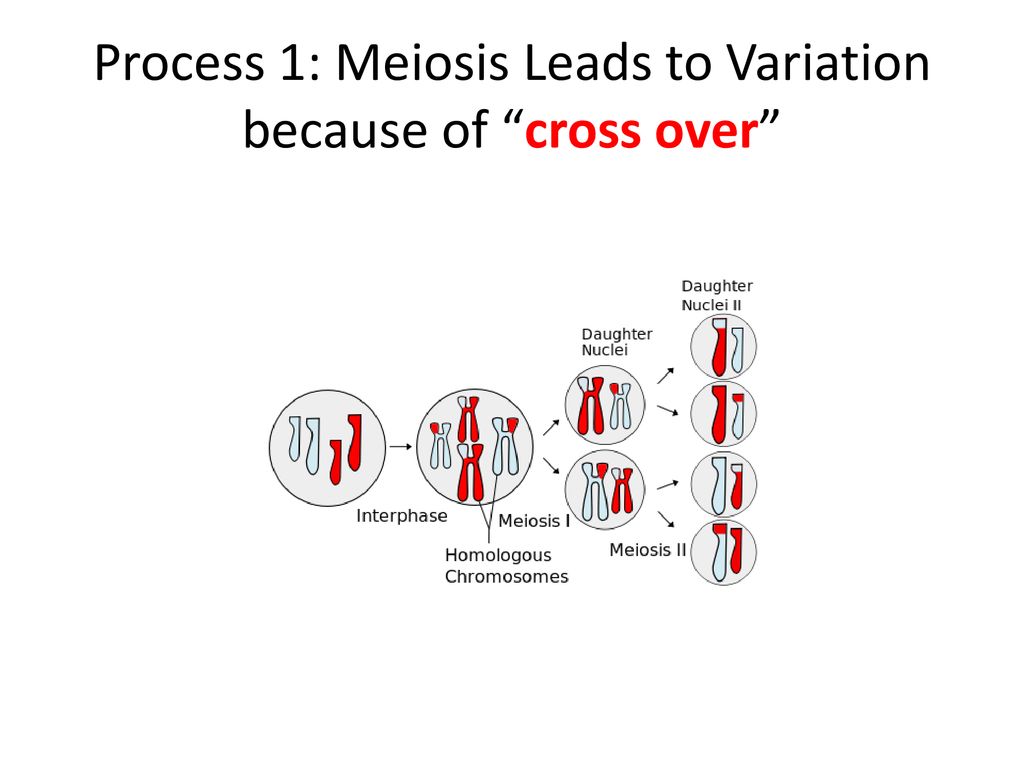 Sources of Variation. Biology Diagrams