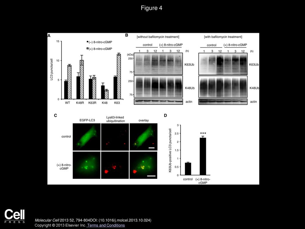 Figure 4 Lys63-Linked Polyubiquitination Is Essential for 8-Nitro-cGMP-Induced Autophagy.