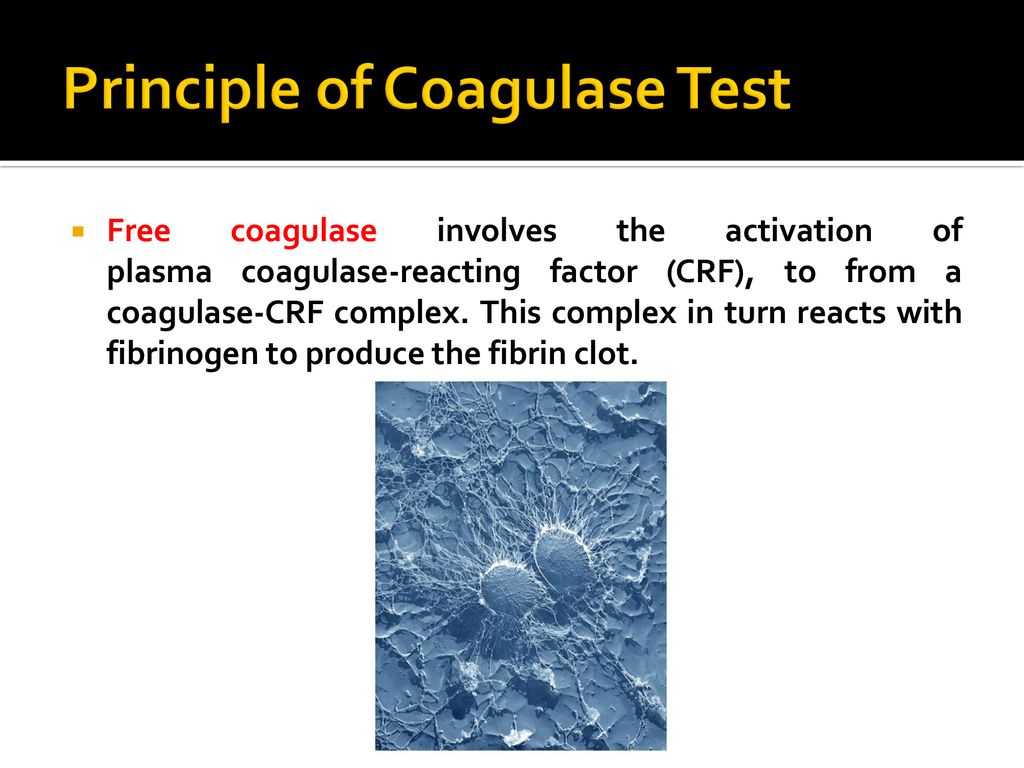 Principle of Coagulase Test