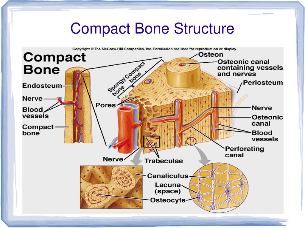 Chapter 32 Notes: The Integumentary, Skeletal, and Muscular Systems ...