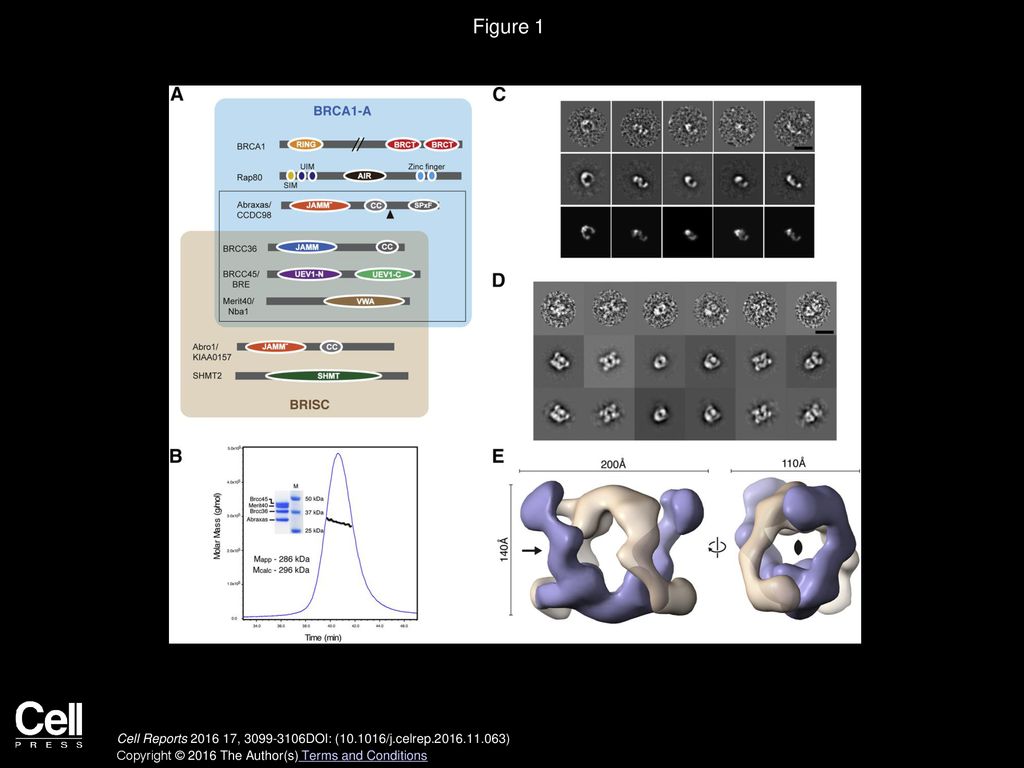 Volume 17, Issue 12, Pages (December 2016) - ppt download