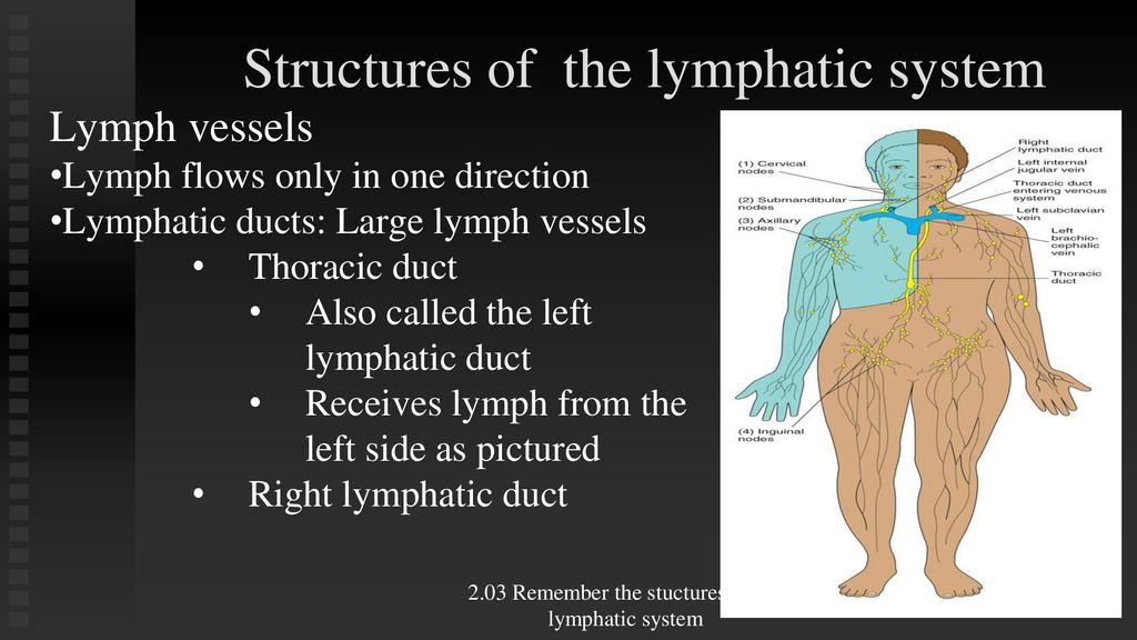 The Structures of the Lymphatic System - ppt download