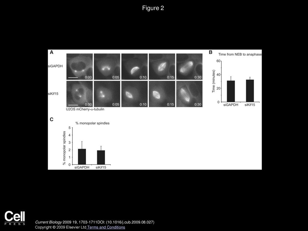Figure 2 Kif15 Is Not Essential for Bipolar Spindle Assembly in the Presence of Full Eg5 Activity.