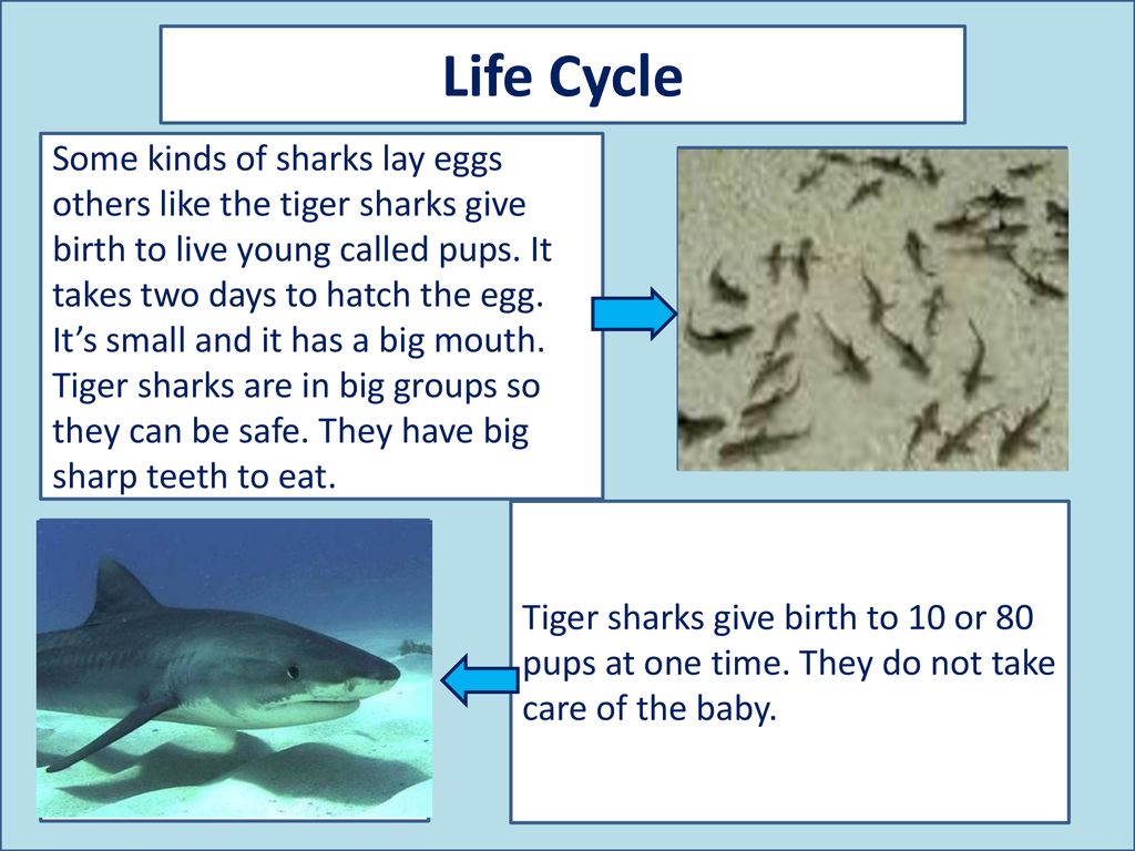 Tiger Shark Eggs