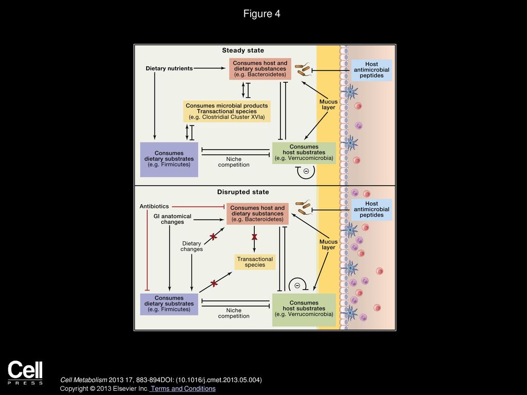 Pathways in Microbe Biology Diagrams