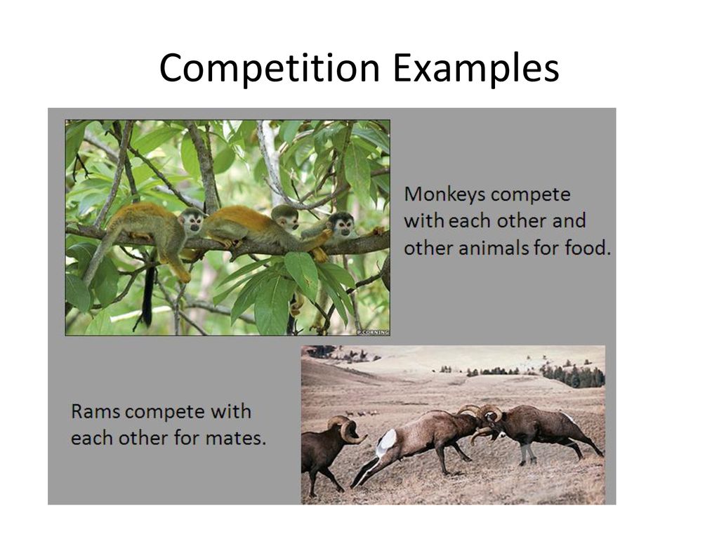 Niches and Habitats Limited Resources and Competition - ppt download