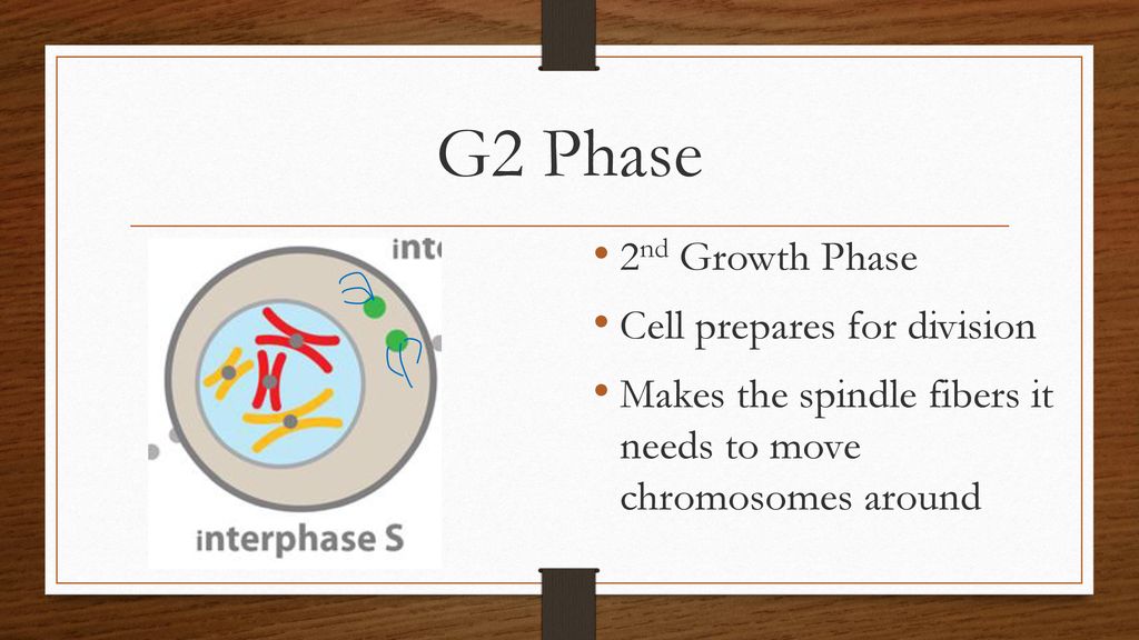 The Cell Cycle Foldable ppt download Biology Diagrams
