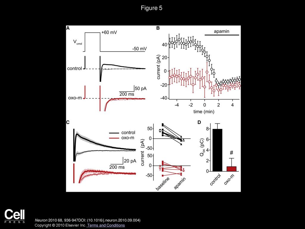 Figure 5 Activation of mAChRs Inhibits Repolarization-Evoked SK Currents.